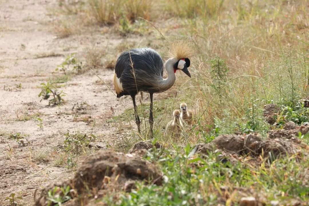 Safari slide 4