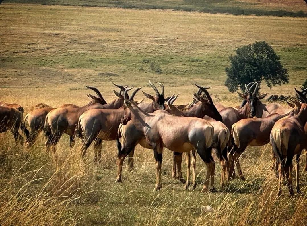 Safari slide 2