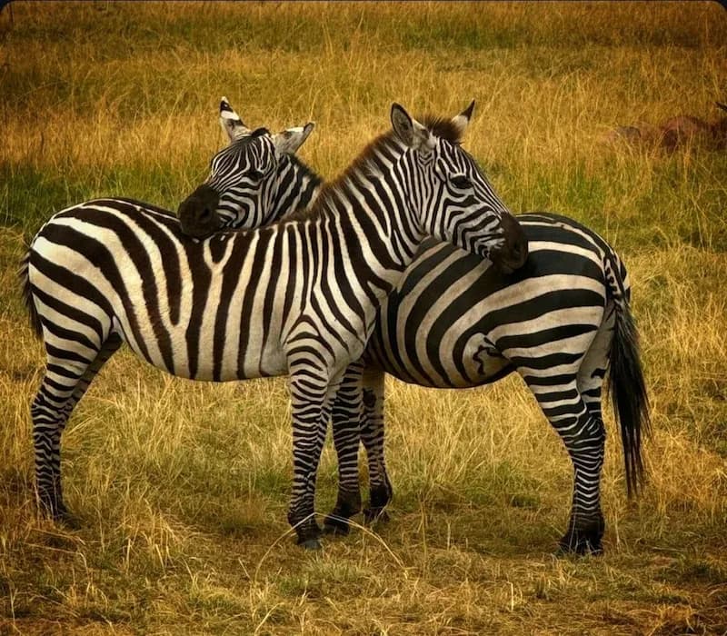 Customized Safaris